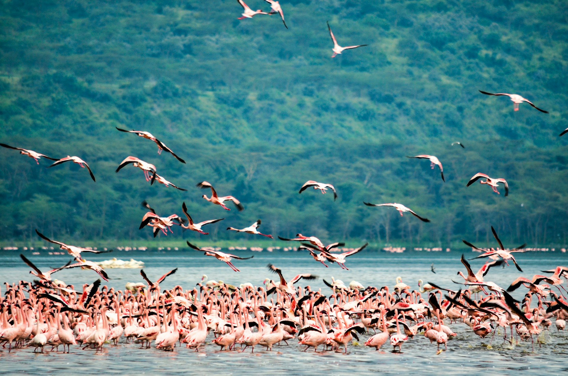 flock of flamingo birds flying over the sea during daytime